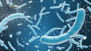What is E. coli infection and how does it spread?