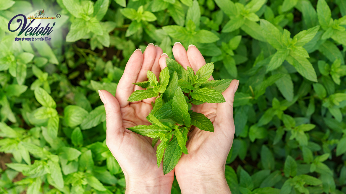 स्टीविया के महत्व, फायदे और नुकसान