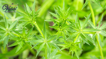 कासमर्द के आयुर्वेद में महत्व और फायदे