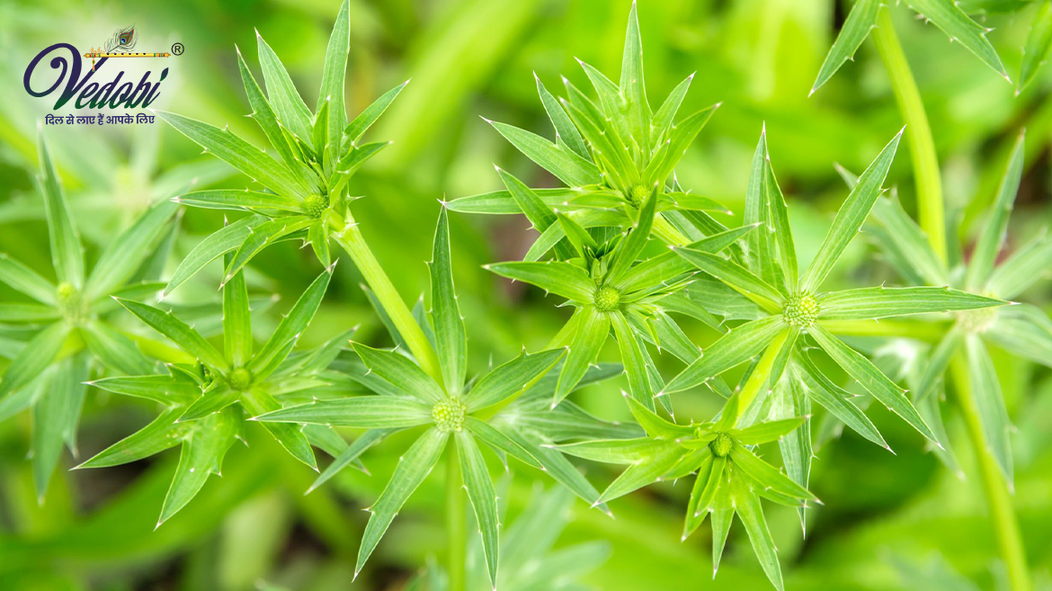 कासमर्द के आयुर्वेद में महत्व और फायदे