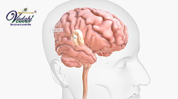What is Encephalitis: Know its Symptoms, Causes and Treatment
